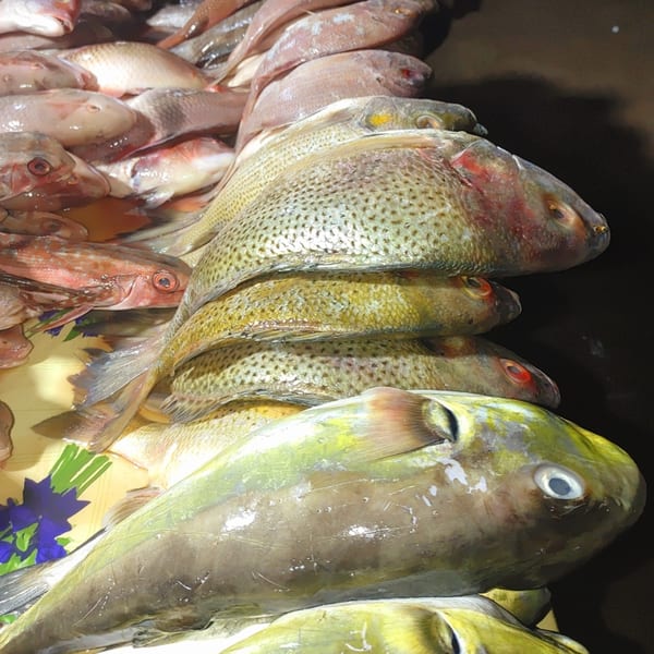 Fresh whole fish, including red snapper and other varieties, displayed for sale at Badou Senegalese Cuisine.